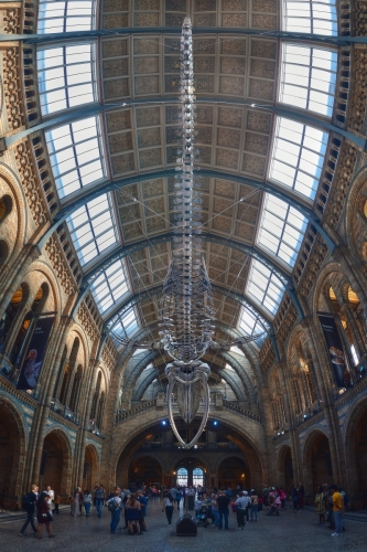 museo-historia-natural-dinosaurio-0-JPEG-web