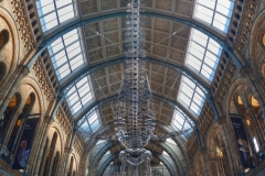 museo-historia-natural-dinosaurio-0-JPEG-web